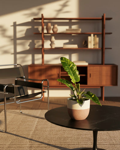 In einem sonnendurchfluteten Wohnzimmer steht ein schwarzer runder Tisch mit dem Philodendron 'Ring of Fire' - feey mit gelber Panaschierung. Im Hintergrund vervollständigen ein moderner schwarzer Stuhl, ein beiger Teppich und Regale mit Büchern und Vasen die gemütliche Szene.