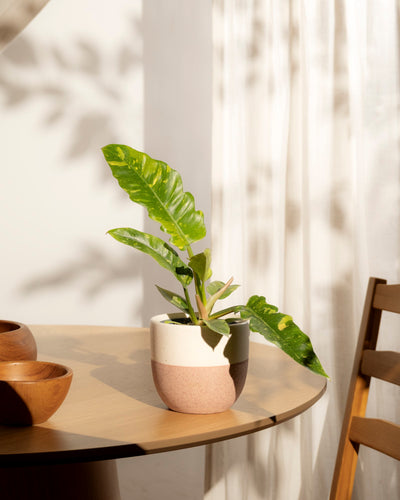 Ein Philodendron 'Ring of Fire' - fey mit gelber Panaschierung sitzt auf einem runden Holztisch neben Holzschalen und einem Stuhl. Das Sonnenlicht wirft Blattschatten auf einen weißen Vorhang im Hintergrund.