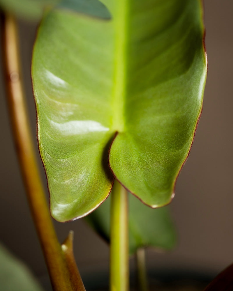 Detailaufnahme Philodendron atabapoense