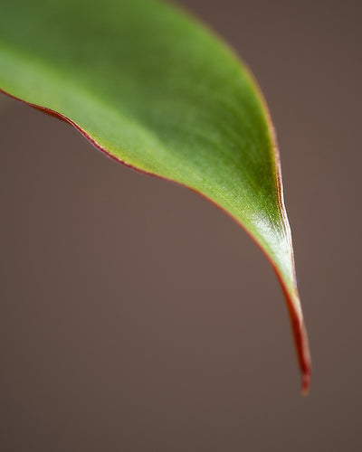 Detailaufnahme Philodendron atabapoense Blattspitze
