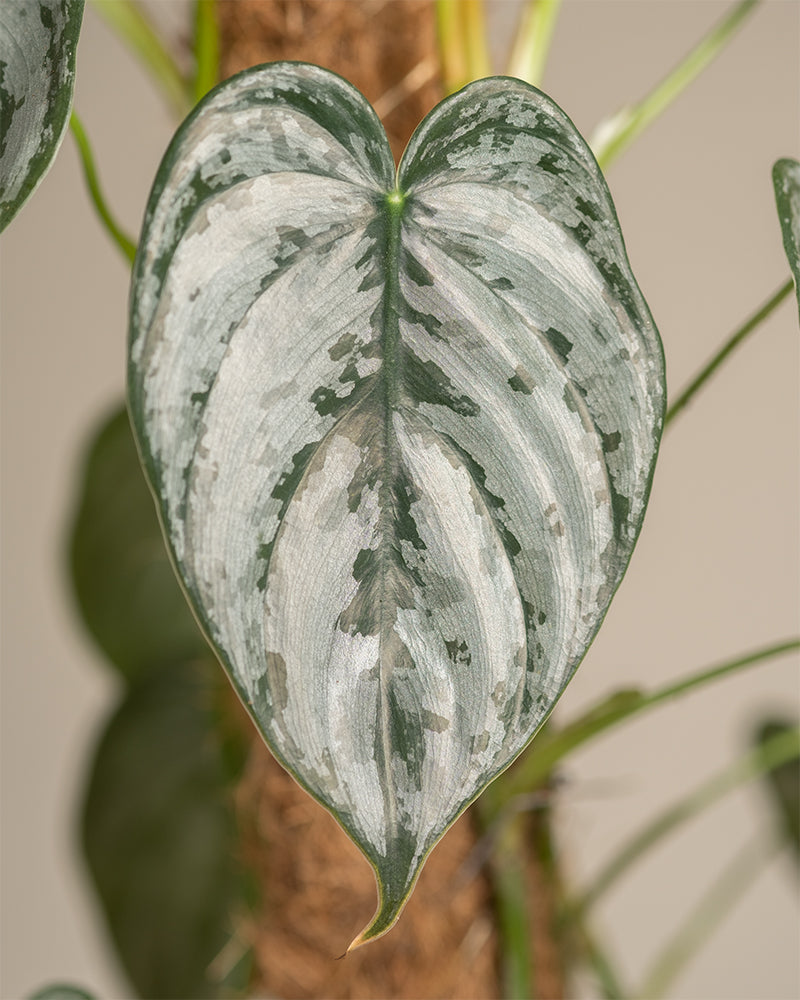 Philodendron brandtianum Detailaufnahme eines Blattes