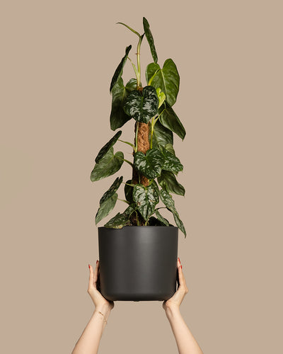 Ein großer Philodendron brandtianum mit grünen Blättern in einem schwarzen Topf wird von zwei Händen vor einem schlichten beigen Hintergrund hochgehalten. Die Pflanze hat lange, gesunde Blätter, die um eine zentrale Stütze herum nach oben wachsen.