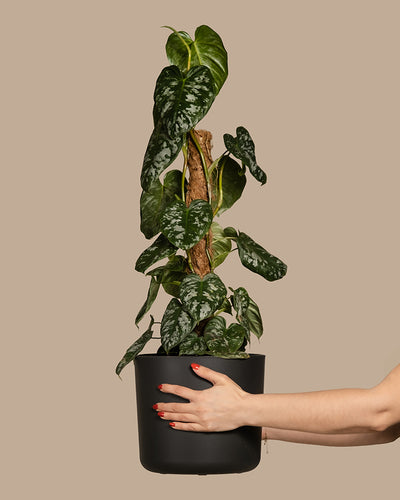 Eine Hand mit rot lackierten Nägeln hält einen schwarzen Topf mit einem hohen Philodendron brandtianum und einem Stützpfosten. Die Pflanze hat große, bunte herzförmige Blätter und steht vor einem schlichten beigen Hintergrund.