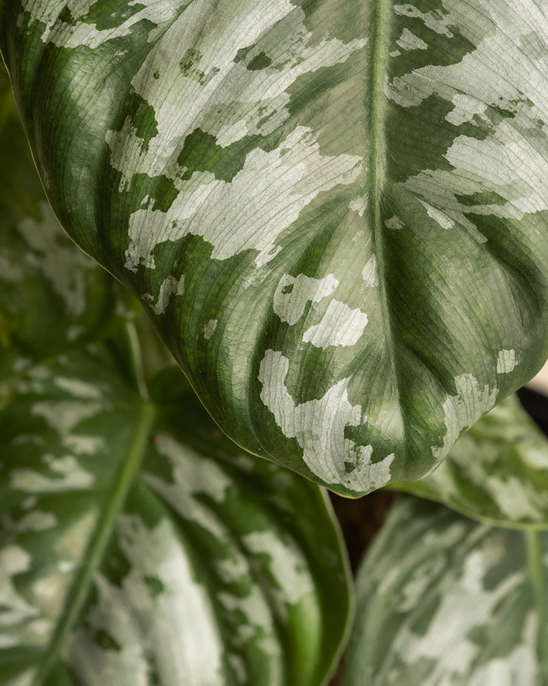 Nahaufnahme eines grünen Philodendron brandtianum-Blattes mit weiß und hellgrün marmorierten Mustern. Die herzförmigen Blätter haben eine glatte Textur und ihre Adern sind sichtbar, was das komplizierte natürliche Muster hervorhebt.