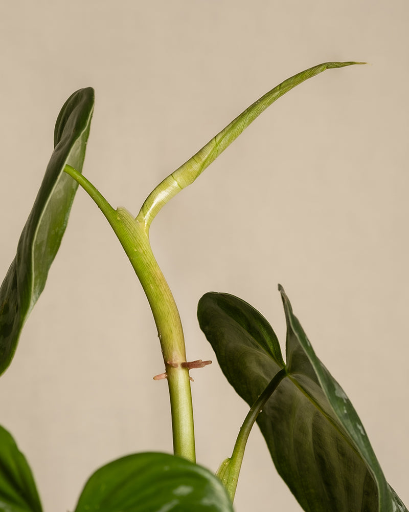 Nahaufnahme eines grünen Philodendron brandtianum mit einem neuen Blatt, das sich entfaltet. Der Hauptstamm ist sichtbar, mit einem weiteren kleinen Ableger. Die Pflanze Philodendron brandtianum hat glatte, dunkelgrüne, herzförmige Blätter und steht vor einem schlichten beigen Hintergrund.