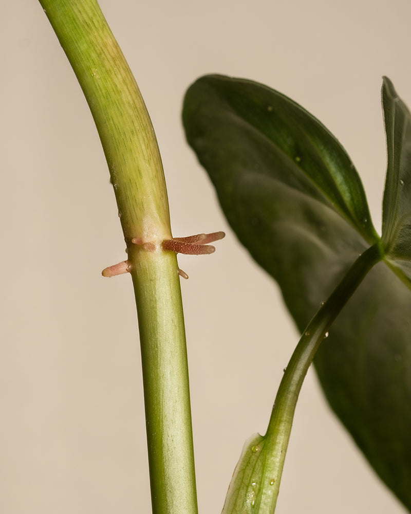 Eine Nahaufnahme einer Luftwurzel auf einem grünen Stamm eines Philodendron brandtianum, wahrscheinlich ein Philodendron brandtianum. Die Wurzeln sind hellbraun und ragen aus dem Stamm heraus. Rechts sind teilweise dunkelgrüne, herzförmige Blätter mit glatter Textur zu sehen. Der Hintergrund ist neutral.