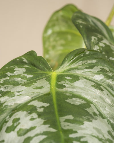 Nahaufnahme eines Philodendron brandtianum mit weiß gesprenkelten Mustern auf seiner Oberfläche. Das Blatt scheint eine glänzende Textur mit einer markanten vertikal verlaufenden Mittelader zu haben. Der Hintergrund ist leicht unscharf, wodurch die Details des herzförmigen Blattes hervorgehoben werden.