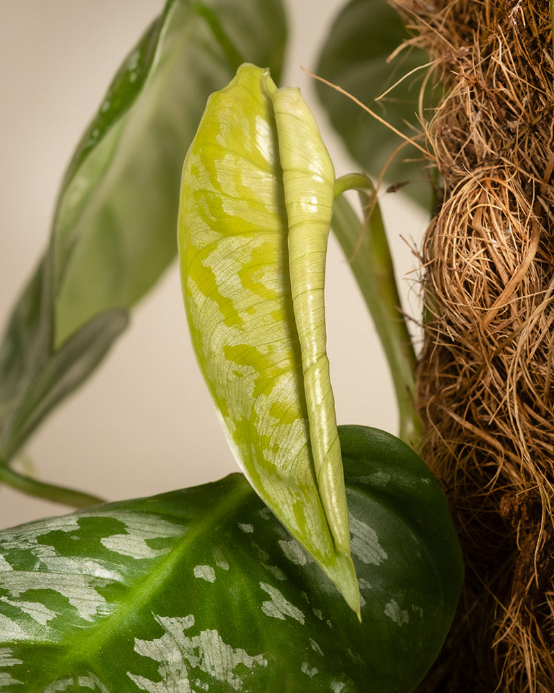 Nahaufnahme eines jungen hellgrünen, bunten Blattes eines Philodendron brandtianum, teilweise entfaltet. Die Pflanze wird rechts von einem natürlichen Kokosfaserstab gestützt. Im Hintergrund sind größere, reife Blätter in leuchtendem Grün mit weißen Mustern zu sehen.