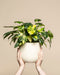 Zwei Hände halten einen cremefarbenen Topf mit einem sattgrünen Philodendron 'Burle Marx' variegata - feey, mit auffallend bunten Blättern, vor einem beigen Hintergrund - eine echte Rarität für Pflanzenliebhaber.