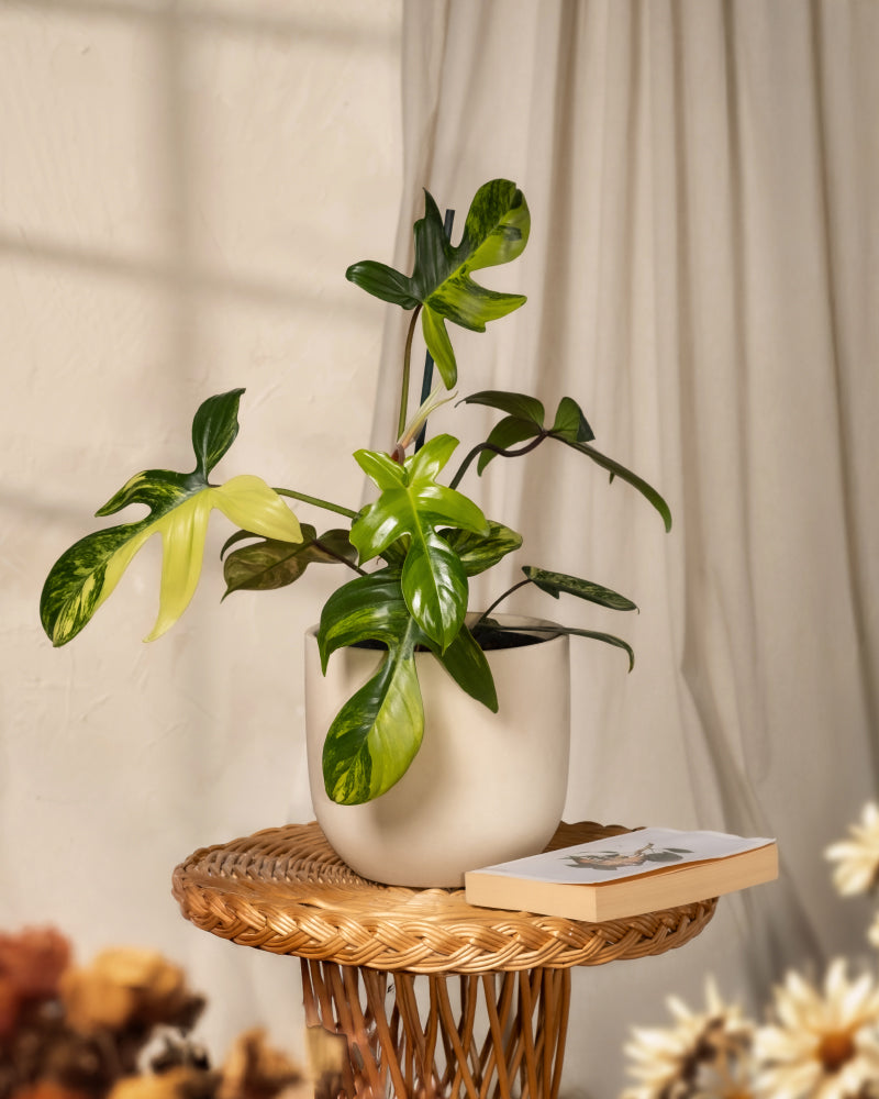 Ein Philodendron florida beauty mit großen grünen Blättern ruht auf einem Korbtisch neben einem aufgeschlagenen Buch. Leichte Vorhänge und weiche Schatten im Hintergrund sorgen für eine gemütliche Atmosphäre. Im Vordergrund sind teilweise getrocknete Blüten zu sehen, ideal für jeden Pflanzenblog-Eintrag.