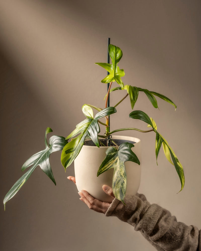 Eine Person im Pullover hält einen weißen Topf mit einem üppigen Philodendron Florida Beauty. Er hat lange, glänzende Blätter mit bunten Mustern. Warmes Licht von links wirft sanfte Schatten – ideal für jeden Pflanzenblog, der exquisite Pflanzenpflege hervorhebt.