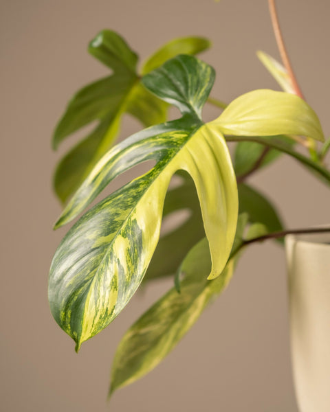 Nahaufnahme einer Zimmerpflanze vom Typ Philodendron Florida Beauty mit großen, glänzend grünen und gelben Blättern in einem Topf in neutralen Tönen vor einem sanften beigen Hintergrund, ideal für jeden Pflanzenblog, der sich auf stilvolles Innendesign und einfache Pflanzenpflege konzentriert.