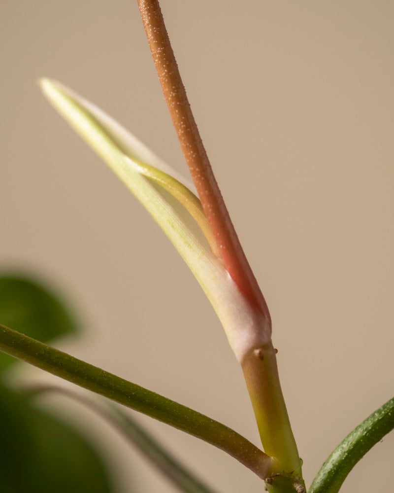 Eine Nahaufnahme eines jungen Blattes des Philodendron florida beauty, das aus seiner Scheide hervorkommt, vor einem unscharfen Hintergrund. Ideal für Ihren Pflanzenblog oder für alle, die sich für Pflanzenpflege begeistern.