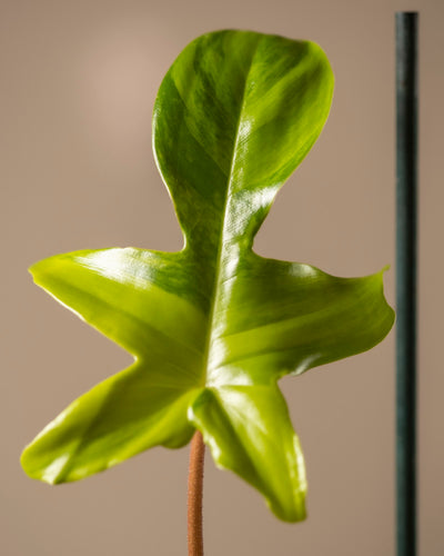 Eine Nahaufnahme eines glänzenden, hellgrünen Philodendron-Florida-Beauty-Blattes mit einer einzigartigen, skulpturalen Form und markanten Adern vor einem neutralen Hintergrund. Der einzelne, unten sichtbare Stiel macht es perfekt für Ihren Pflanzenblog mit Tipps zur Pflanzenpflege.