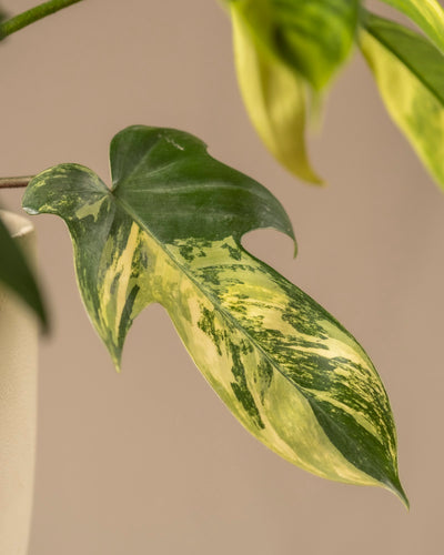 Eine Nahaufnahme eines Philodendron florida beauty-Blattes zeigt seine glatte Textur und spitze Spitze, die mit dunkelgrünen und cremegelben Flecken geschmückt ist. Vor einem sanften beigen Hintergrund ist diese atemberaubende Pflanze ideal für den Pflanzenblog jedes Pflanzenpflege-Enthusiasten.