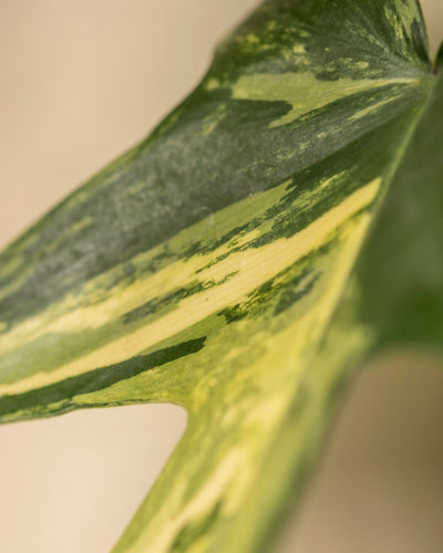 Eine Nahaufnahme eines Philodendron-Florida-Beauty-Blattes zeigt dunkelgrüne und cremegelbe Streifen. Das längliche, glattkantige Blatt bildet einen Kontrast zu einem sanft verschwommenen hellbeigen Hintergrund und ist somit ideal für den Blog eines Pflanzenpflege-Enthusiasten.