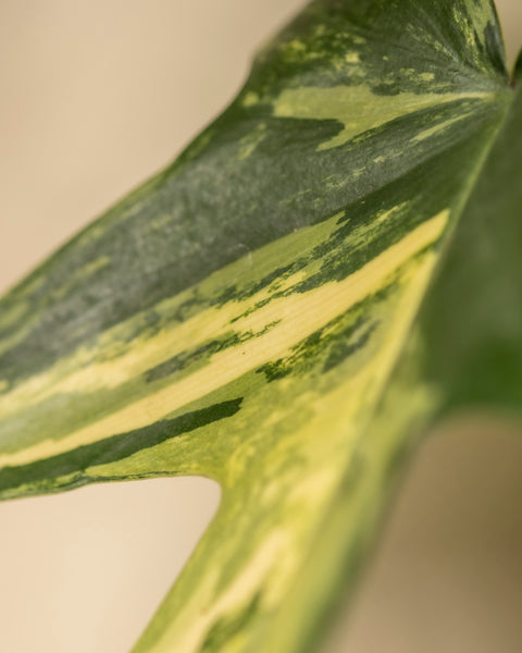 Eine Nahaufnahme eines Philodendron-Florida-Beauty-Blattes zeigt dunkelgrüne und cremegelbe Streifen. Das längliche, glattkantige Blatt bildet einen Kontrast zu einem sanft verschwommenen hellbeigen Hintergrund und ist somit ideal für den Blog eines Pflanzenpflege-Enthusiasten.