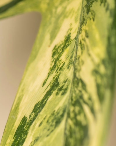 Eine Nahaufnahme eines Philodendron florida beauty-Blattes zeigt seine hell- und dunkelgrünen bunten Muster, die ein beeindruckendes Erscheinungsbild erzeugen. Der sanft verschwommene Hintergrund betont die komplizierten Details, ideal für jeden Pflanzenblog mit Expertentipps zur Pflanzenpflege.