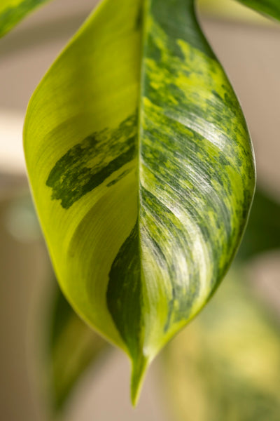 Eine Nahaufnahme eines Philodendron-Florida-Beauty-Blattes offenbart seine glänzende Textur mit hell- und dunkelgrünen Flecken. Eine auffällige Mittelader verstärkt seinen Charme vor einem sanft verschwommenen Hintergrund – ideal für jeden Pflanzenblog, der sich der Pflanzenpflege widmet.