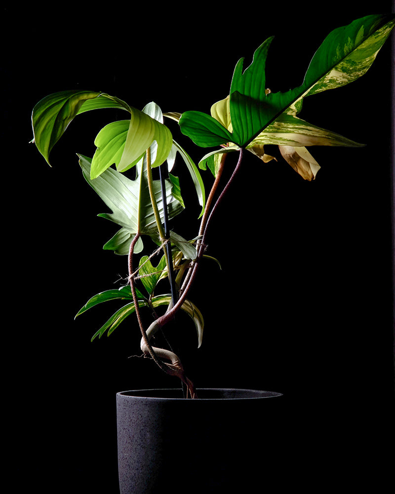 Philodendron florida beauty in dunklem feey Keramiktopf vor schwarzem Hintergrund
