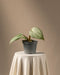 Eine Philodendron gloriosum Babypflanze mit großen grünen Blättern steht auf einem runden Tisch, der mit einem weißen Tuch bedeckt ist. Der minimalistische, neutrale Hintergrund verstärkt die ruhige Atmosphäre und bringt diesen seltenen botanischen Schatz wunderschön zur Geltung.