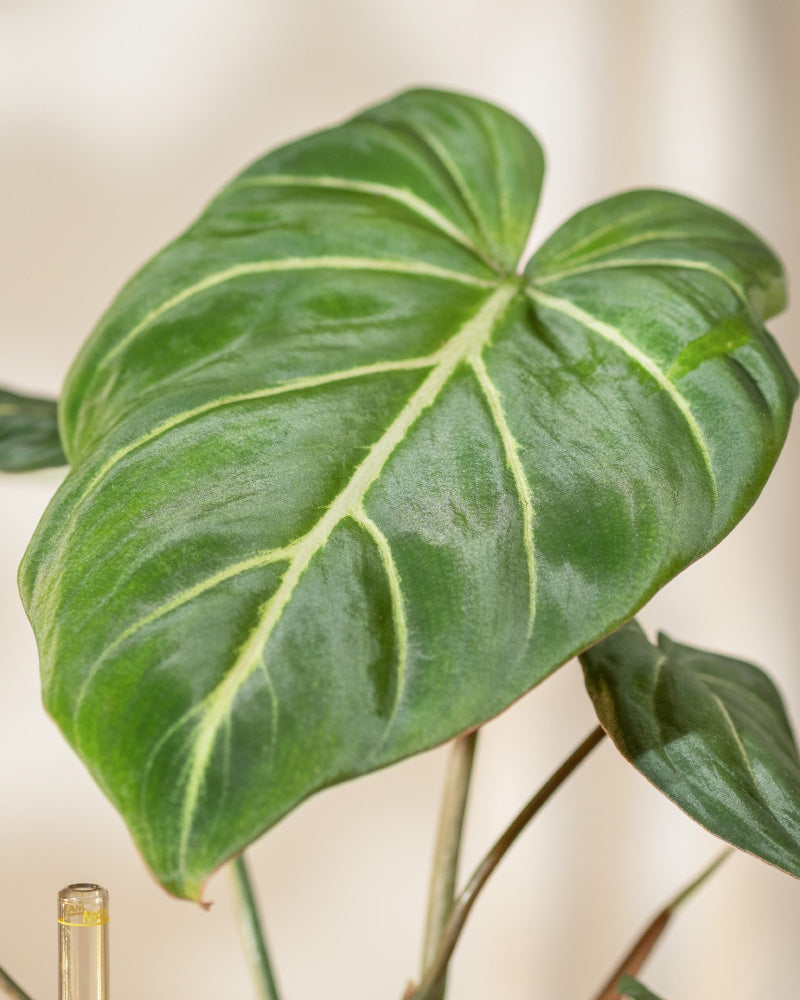 Eine Nahaufnahme eines großen, herzförmigen grünen Blattes des Hydro • Philodendron gloriosum mit auffälligen weißen Adern. Das Blatt ist glänzend und der Hintergrund ist leicht verschwommen, wodurch die Aufmerksamkeit auf die komplexe Textur und die Details dieses samtigen Philodendrons gelenkt wird.