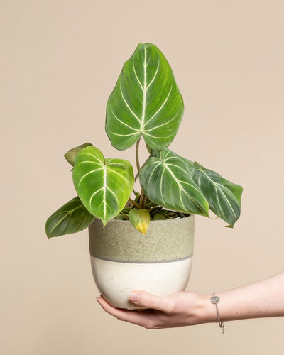 Eine Hand hält einen Philodendron gloriosum - eine Fee mit samtartigen, großen, grünen, herzförmigen Blättern und auffallend weißen Adern vor einem schlichten, beigen Hintergrund.