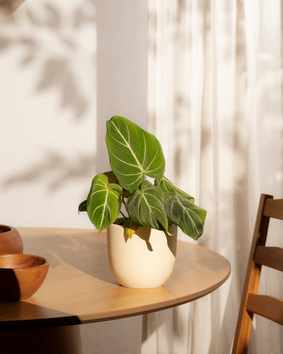 Ein Philodendron gloriosum - feey mit samtigen Blättern steht auf einem runden Holztisch bei einem Fenster mit weißen Vorhängen in St. Gallen. Sonnenlicht wirft sanfte Schatten von Blättern und Möbeln auf Wand und Tisch.
