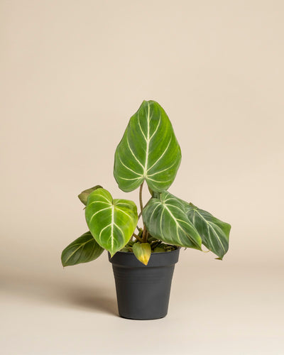Der Philodendron gloriosum - feey mit großen, samtigen Blättern und auffälligen weißen Adern sticht vor einem schlichten beigen Hintergrund hervor. Der schlichte schwarze Topf unterstreicht die elegante Erscheinung der Pflanze.