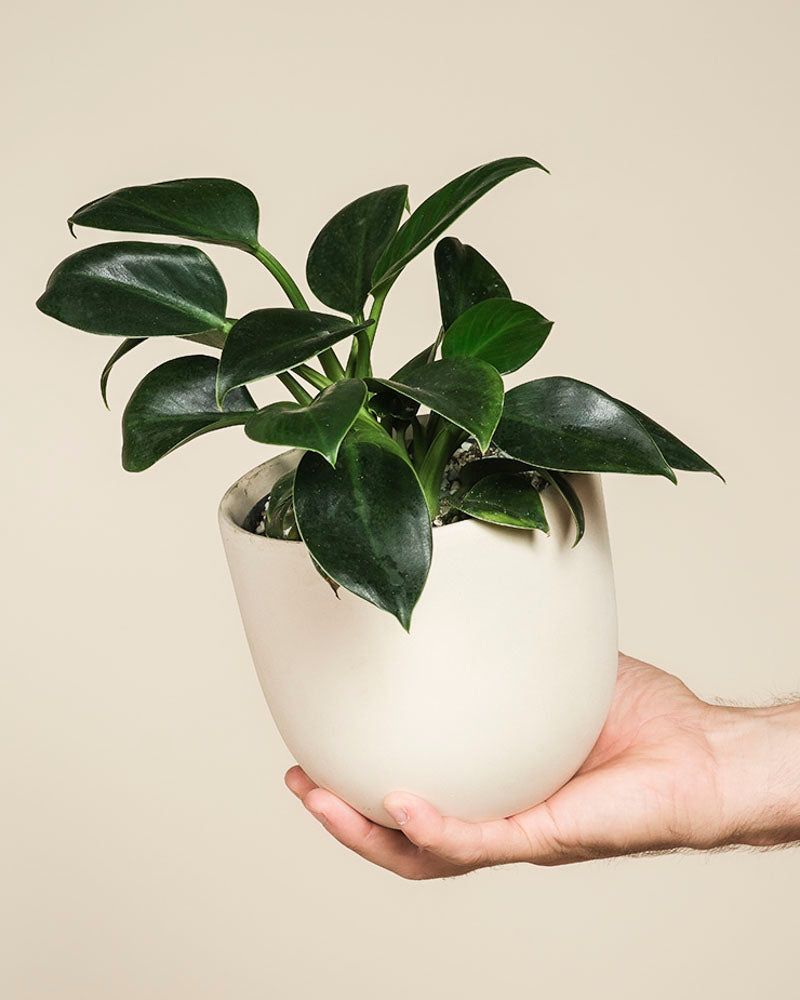 Eine Hand hält einen weißen Keramiktopf mit einem gesunden Philodendron 'Imperal Green' - feey, bekannt für seine breiten, glänzenden Blätter, vor einem schlichten beigen Hintergrund.