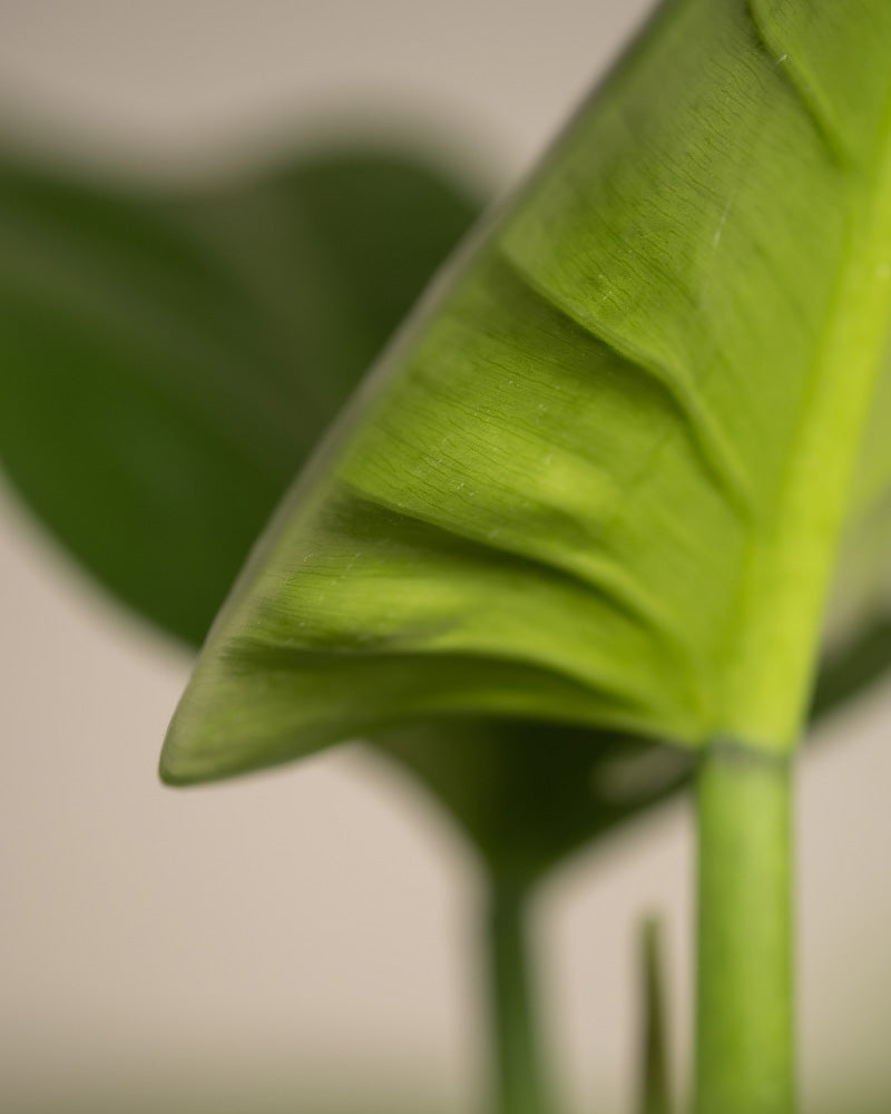 Detailaufnahme Philodendron 'Imperial Green'