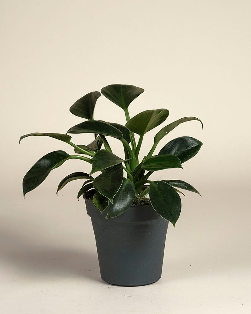 Ein Philodendron 'Imperal Green' - feey mit dicken, glänzend dunkelgrünen Blättern wird in einem einfachen dunkelgrauen Topf vor einem schlichten hellen Hintergrund präsentiert.