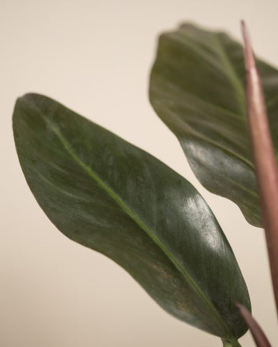 Detailaufnahme Philodendron 'Imperial Red'
