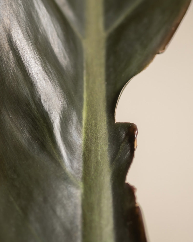 Detailaufnahme Philodendron 'Imperial Red' mit einem Makel am Blatt