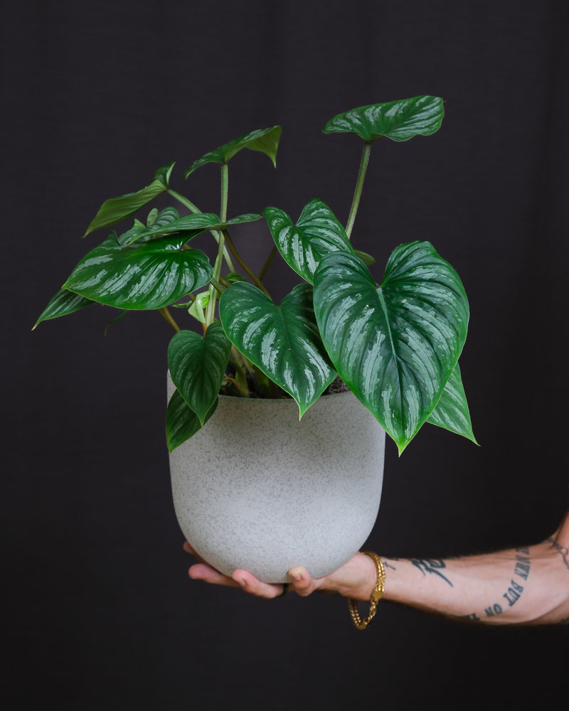Philodendron mamei im weissen Keramiktopf auf einer Hand getragen