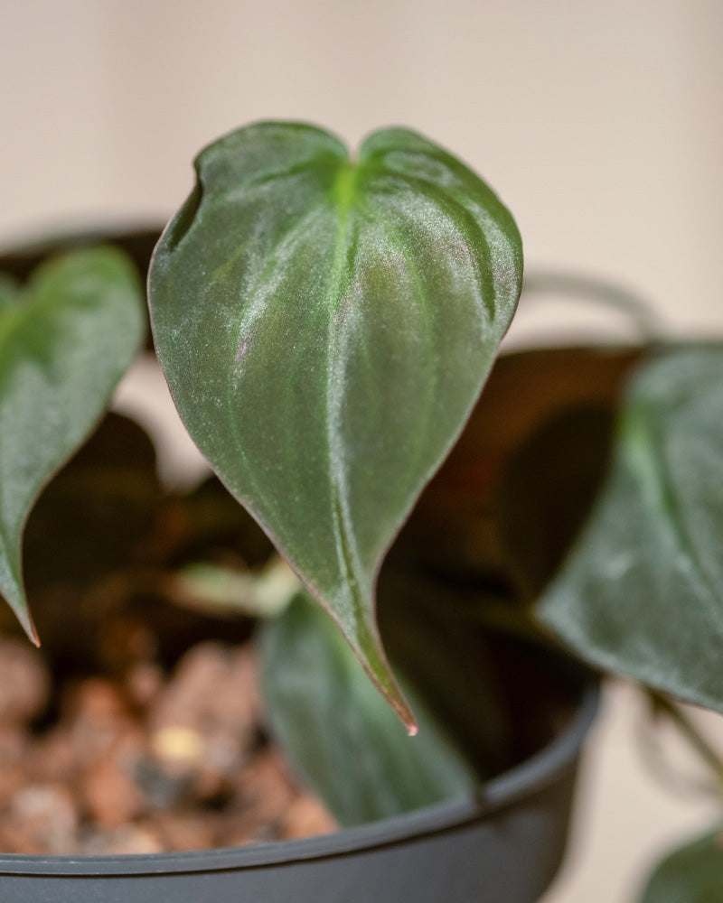 Eine Nahaufnahme eines herzförmigen, dunkelgrünen Blattes des Hydro • Philodendron micans, das seine samtige Textur (samtige Blätter) zeigt. Das Blatt ist Teil einer pflegeleichten Topfpflanze mit einem sanft verschwommenen Hintergrund, der das lebendige, gesunde Laub hervorhebt.