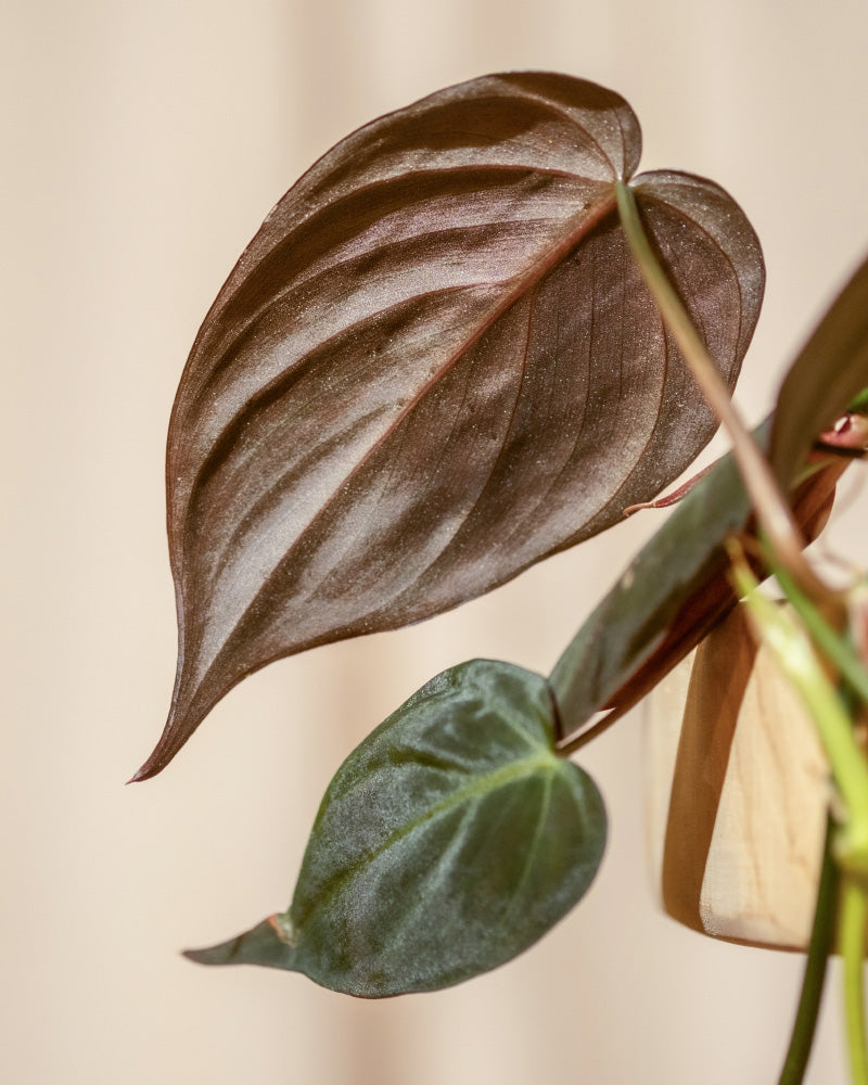 Nahaufnahme von zwei herzförmigen Blättern der Hydro-Pflanze Philodendron micans. Das obere Blatt ist dunkel, glänzend und weist ausgeprägte Adern auf, während das untere Blatt heller grün ist und eine sichtbare Mittelader aufweist. Beide pflegeleichten Blätter wirken glatt und sind Teil der Pflanze vor einem unscharfen Hintergrund.