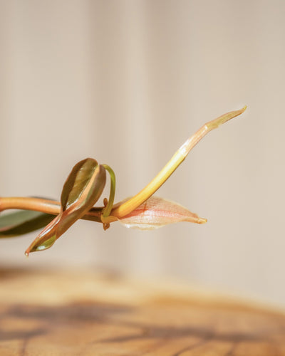 Eine Nahaufnahme eines jungen Hydro • Philodendron micans mit länglichen, samtigen Blättern, die eine Mischung aus grünen und rötlichen Farbtönen aufweisen. Die glänzenden Blätter heben sich von einem neutralen, unscharfen Hintergrund ab.