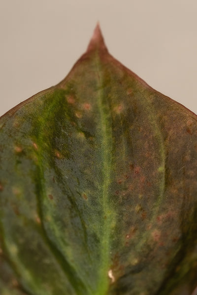 Detailaufnahme eines dunkelgrünen Philodendron micans Blattes mit roten Rändern und Flecken.