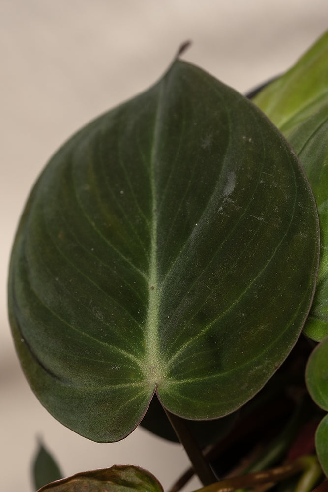  Philodendron micans Detailaufnahme von dunkelgrünem Blatt. 