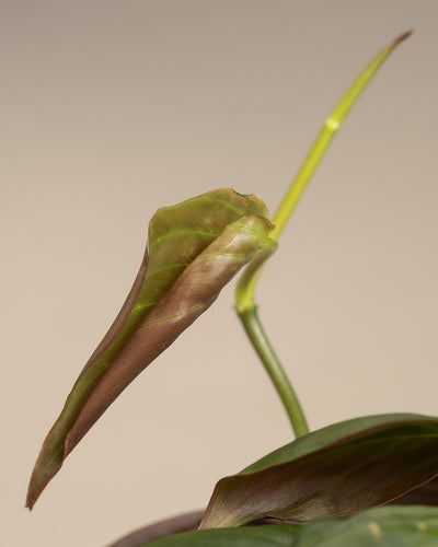 Detailaufnahme eines Babyblattes einer Philodendron micans.