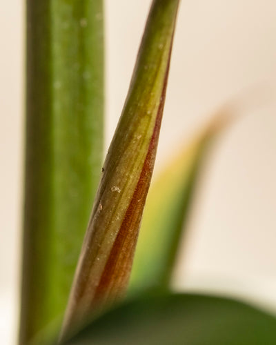 Nahaufnahme von Philodendron 'Pluto' - feige Stängel und Blätter mit roten und gelben Farbtönen vor einem weichen, verschwommenen Hintergrund - eine echte Rarität für jeden Pflanzensammler.