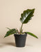 Ein Philodendron 'Pluto' - feey, mit großen, glänzend grünen Blättern in einem schwarzen Plastiktopf, sitzt auf einem schlichten beigen Hintergrund. Weiße Kieselsteine bedecken den Boden - eine außergewöhnliche Rarität für jeden Pflanzensammler.