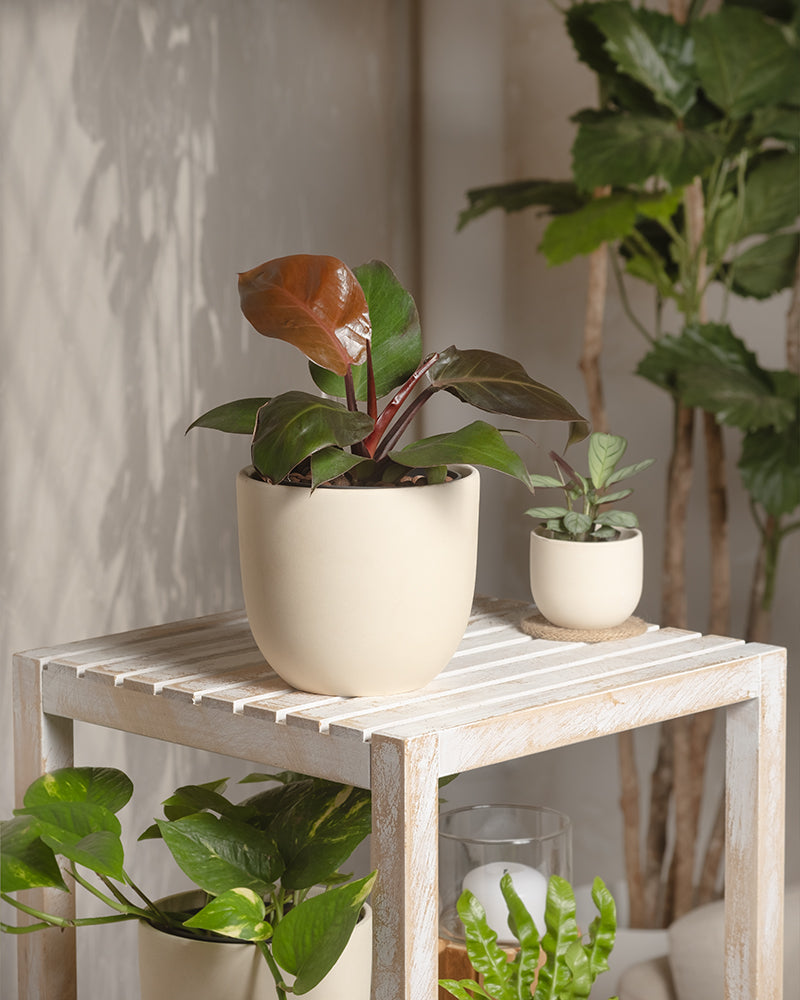 Hydro • Philodendron Red Sun