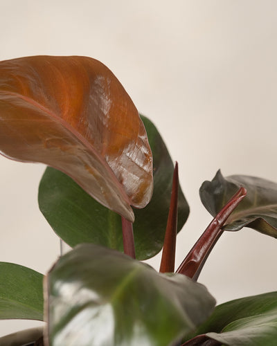 Hydro • Philodendron Red Sun