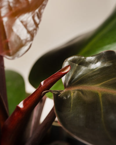 Hydro • Philodendron Red Sun