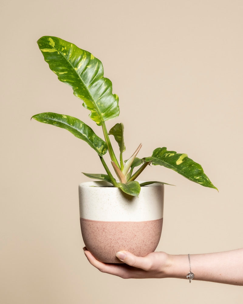 Eine Hand hält einen Philodendron 'Ring of Fire' - eine Fee mit grünen, länglichen Blättern und gelber Panaschierung in einem weiß-rosafarbenen Keramiktopf vor einem einfarbig beigen Hintergrund.
