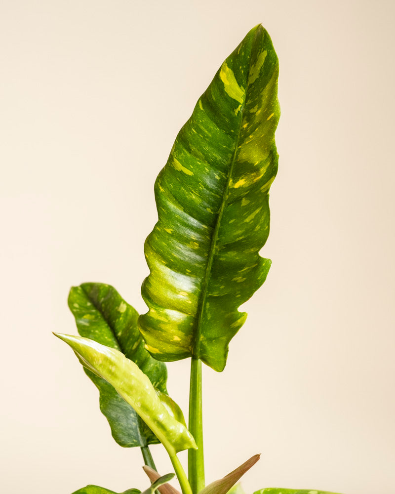 Eine Nahaufnahme des Philodendron 'Ring of Fire' - feey zeigt seine langen, gewellten Blätter mit auffälliger gelber Panaschierung vor einem schlichten beigen Hintergrund.