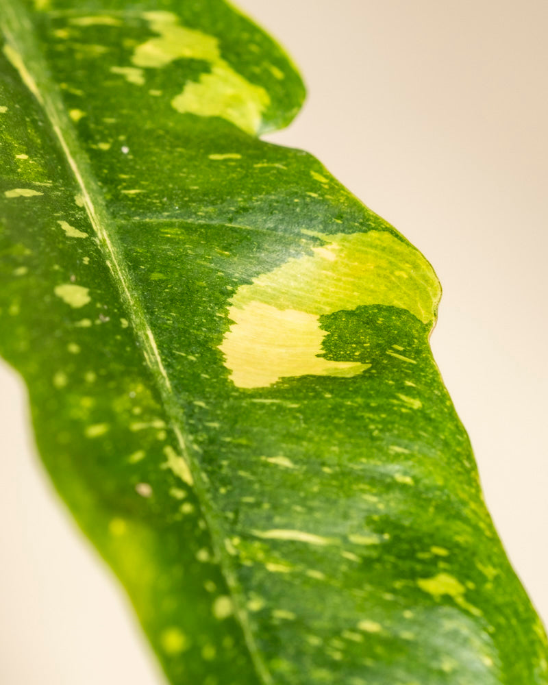 Eine Nahaufnahme eines Philodendron 'Ring of Fire' - Blattes, das seine natürliche gelbe Panaschierung mit unregelmäßigen Flecken und Tupfen zeigt, vor einem einfachen hellen Hintergrund.