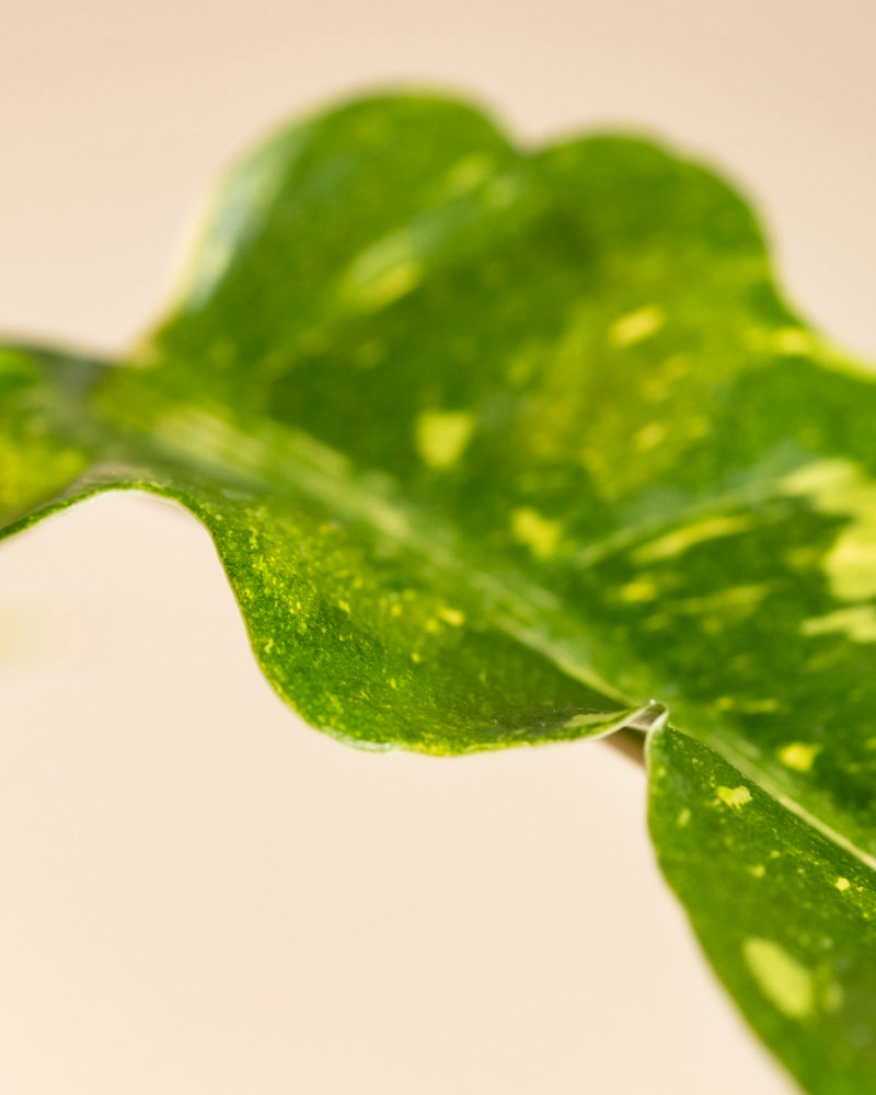 Eine Nahaufnahme eines Philodendron 'Ring of Fire' - Blattes mit gelber Panaschierung vor einem weichen, verschwommenen beigen Hintergrund. Die detaillierte Textur und die Kanten heben die einzigartigen natürlichen Muster dieser auffälligen Zimmerpflanze hervor.